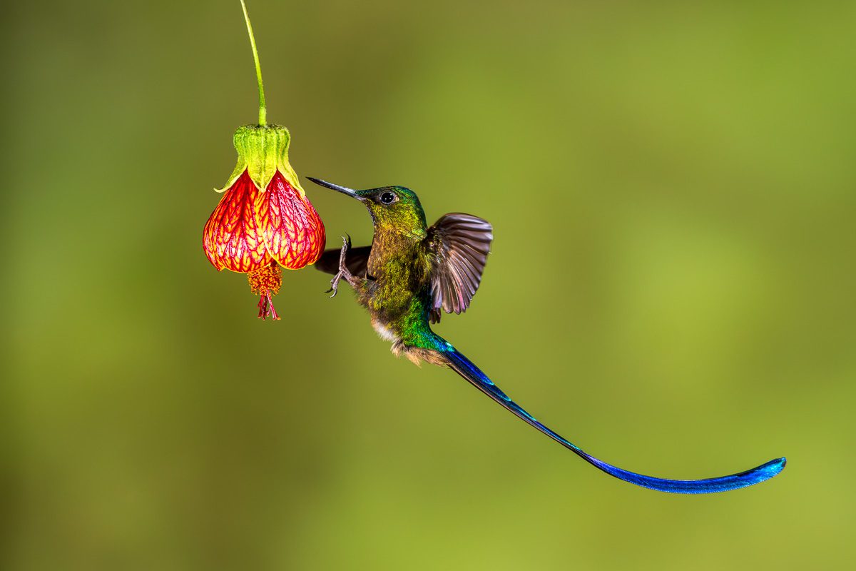 From Amazon to Andes Ecuador Tropical Birds Photo Workshop