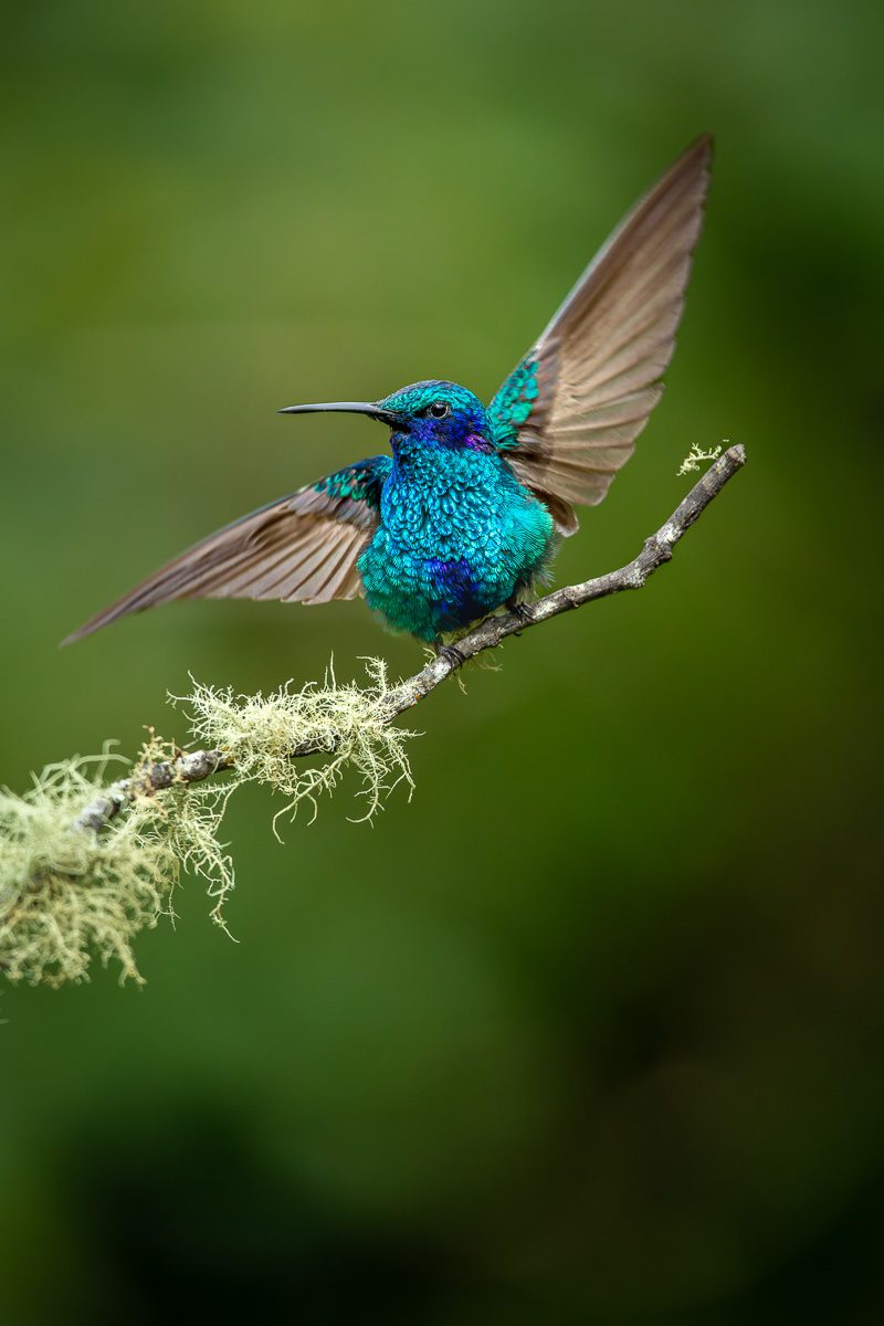 From Amazon to Andes Ecuador Tropical Birds Photo Workshop