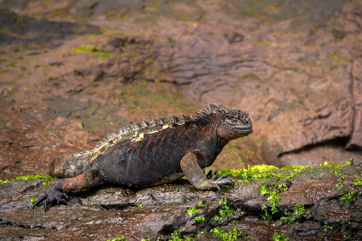 Galapagos Photo Workshop-13 Galapagos Photo Workshop