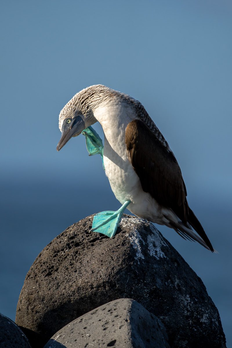 Galapagos Photo Workshop-18 Galapagos Photo Workshop