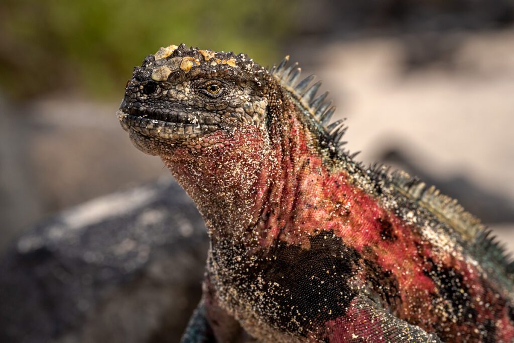 Galapagos Photo Workshop
