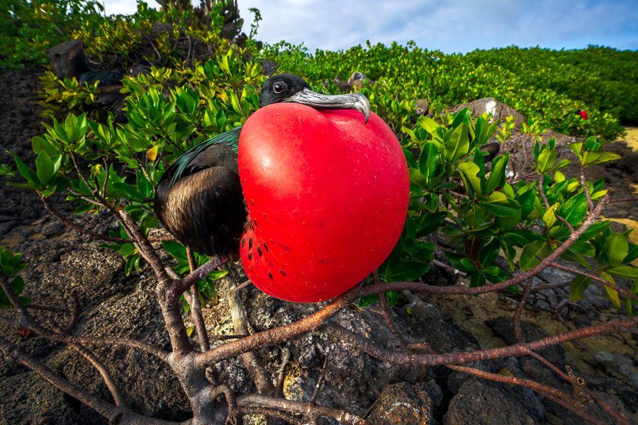 Galapagos Photo Workshop