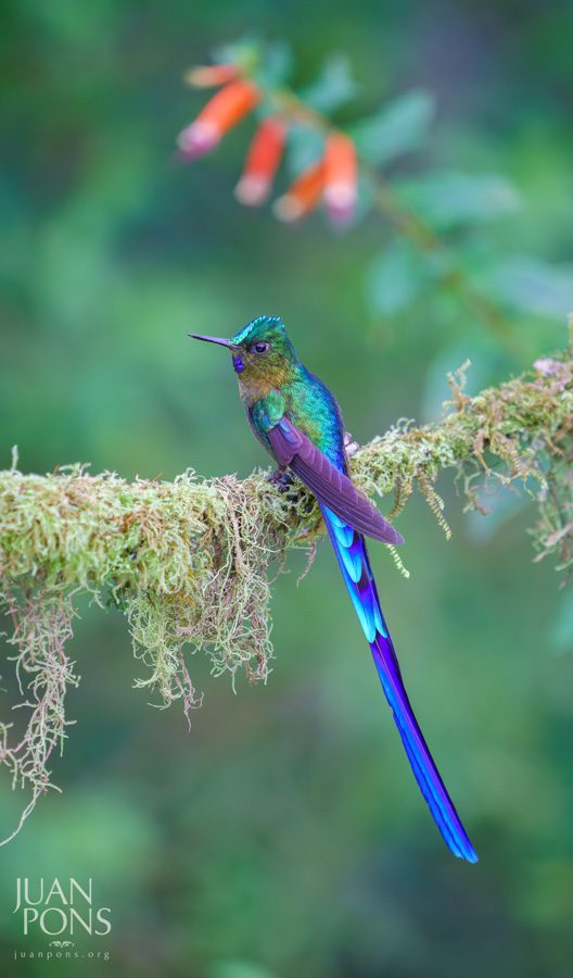 long tail blue bird