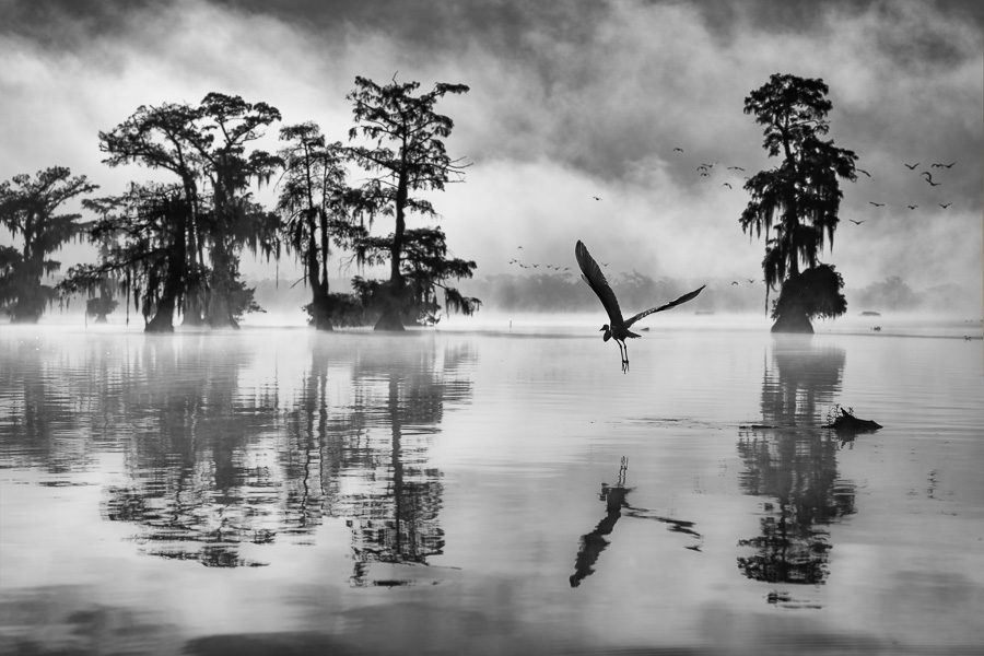 Secret Swamps and Wildlife Photography Workshop