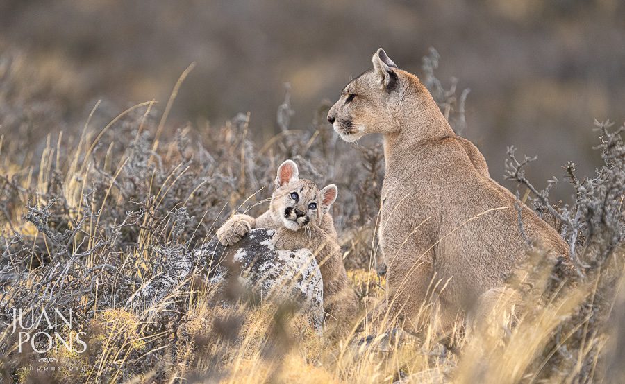 Patagonia Pumas Photo Workshop Action Photo Tours Wildlife Tours