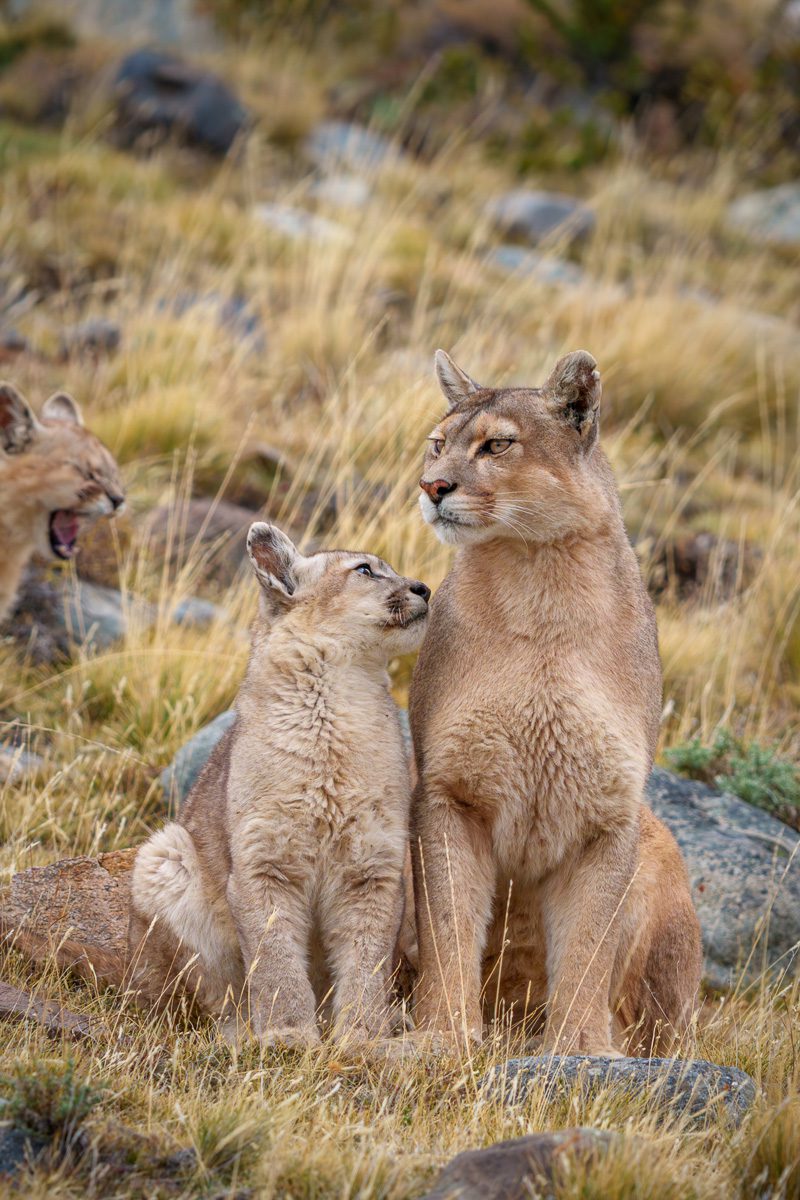 Patagonia Peaks and Pumas Photo Workshop