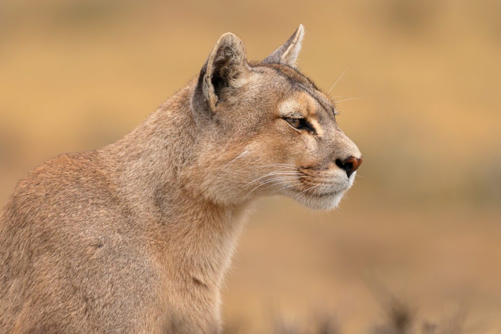 Patagonia Pumas and Peaks Photo Workshop
