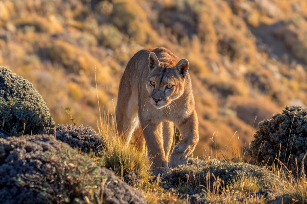 Patagonia Peaks and Pumas Photo Workshop