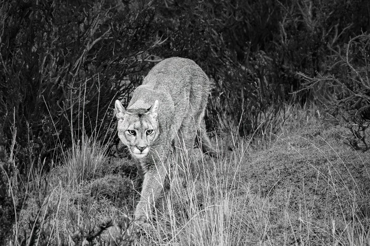 Patagonia Peaks and Pumas Photo Workshop