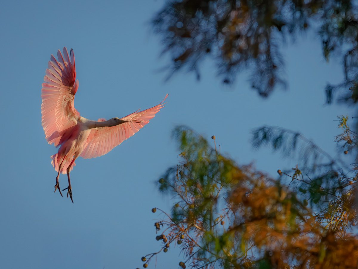 Secret Swamps and Wildlife Photo Workshop