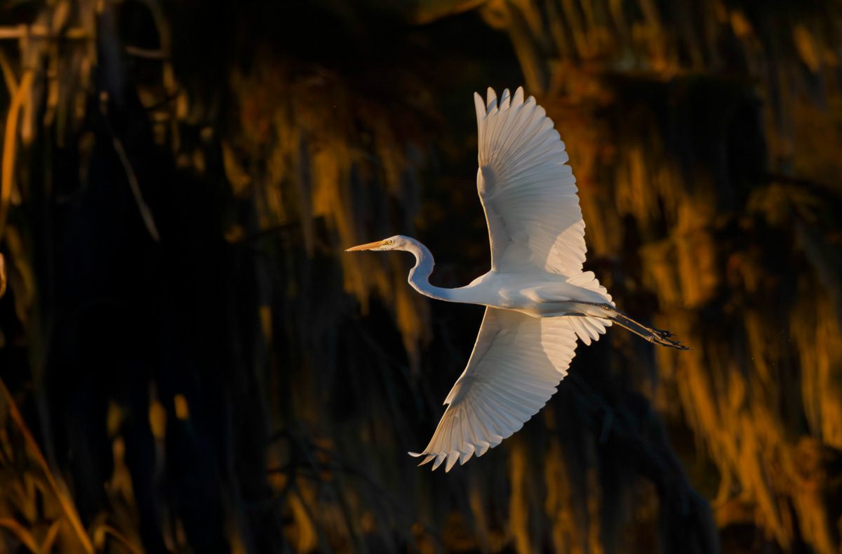 Secret Swamps and Wildlife Photo Workshop