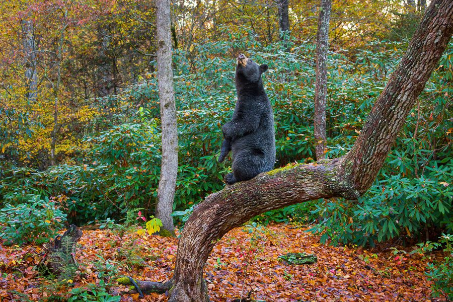 Great Smoky Mountains Autumn Photo Workshop