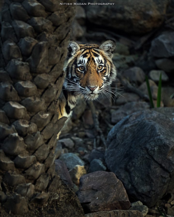 India Wild Tigers Safari Photo Workshop Wildlife Photography