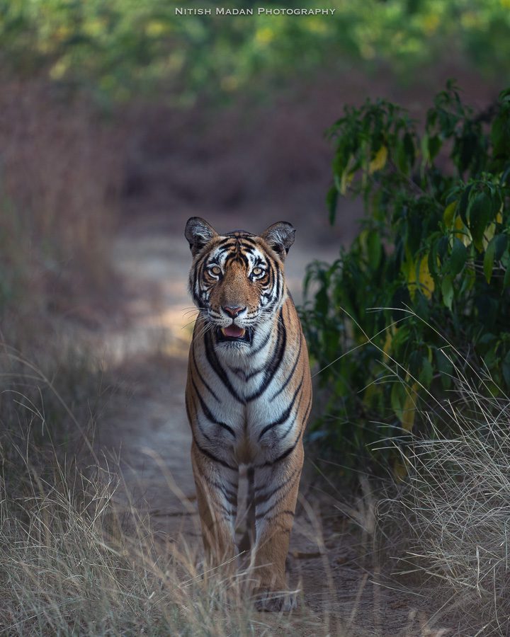 India Wild Tigers Safari Photo Workshop Wildlife Photography