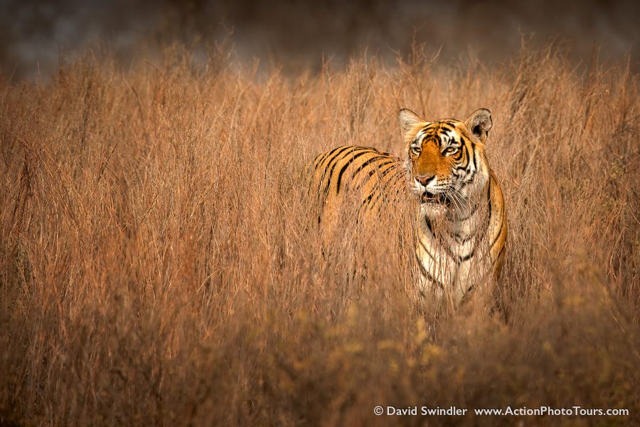 India Tigers Safari Photo Workshop