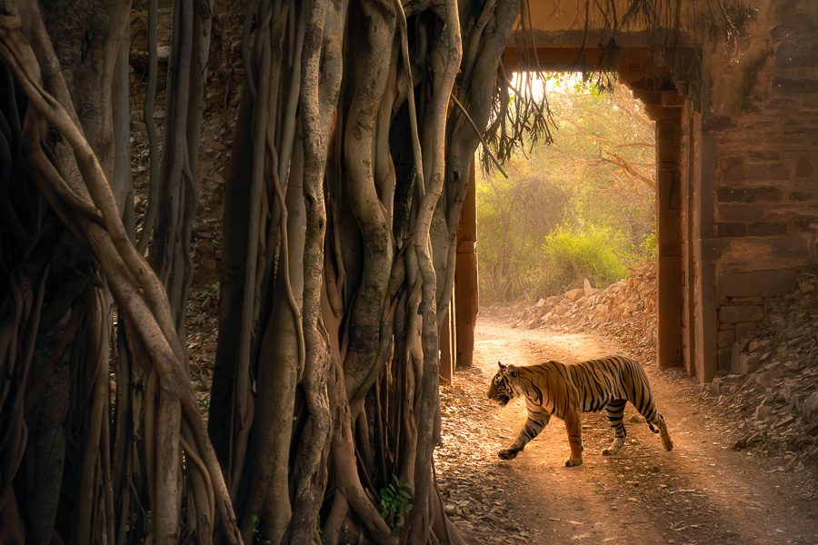 India Tigers Safari Photo Workshop