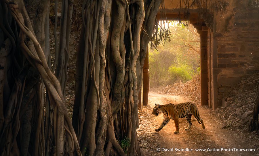 India Tigers Safari Photo Workshop