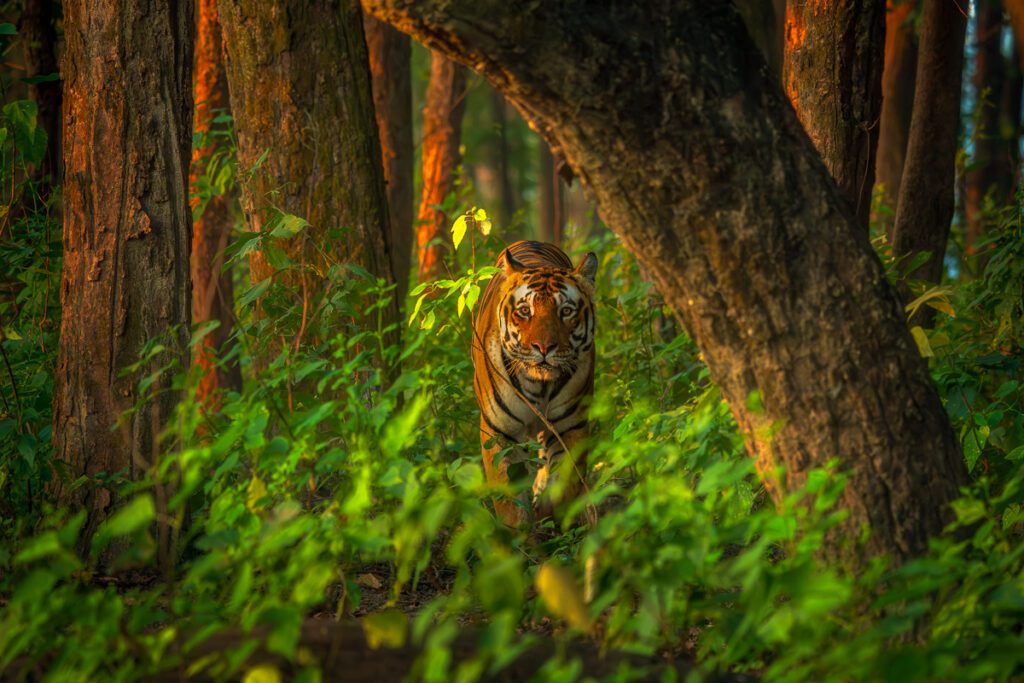 India Tigers and Leopards Safari Workshop