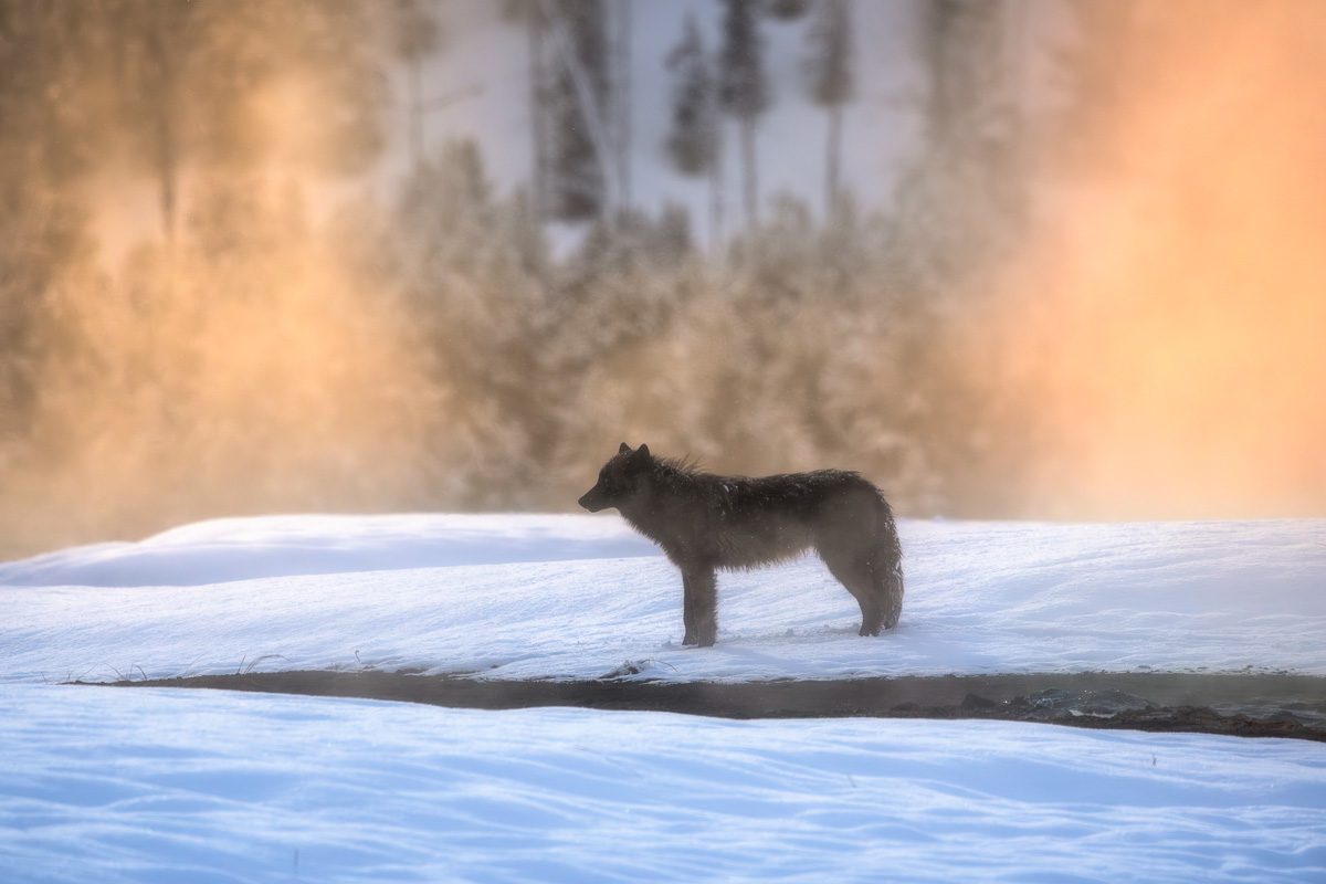 Yellowstone Winter Photo Workshop