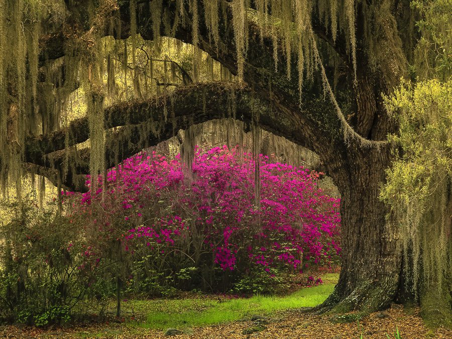 South Carolina Plantations Photo Workshop