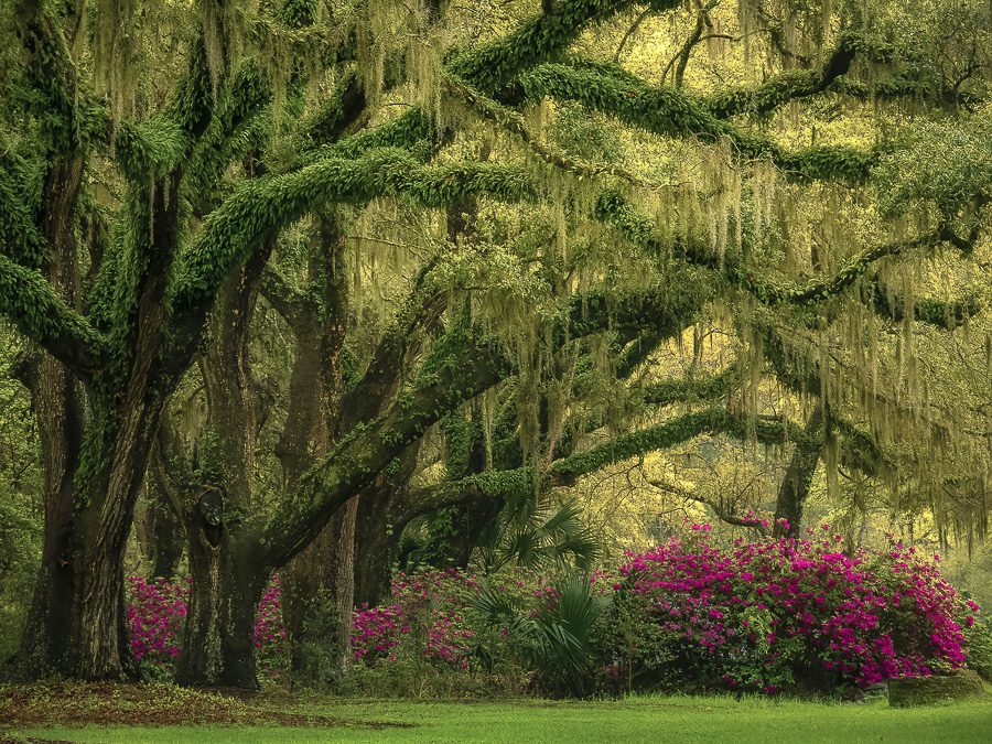 South Carolina Plantations Photo Workshop