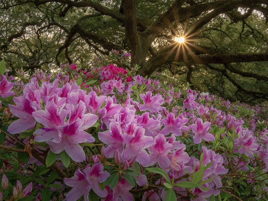 South Carolina Plantations Photo Workshop