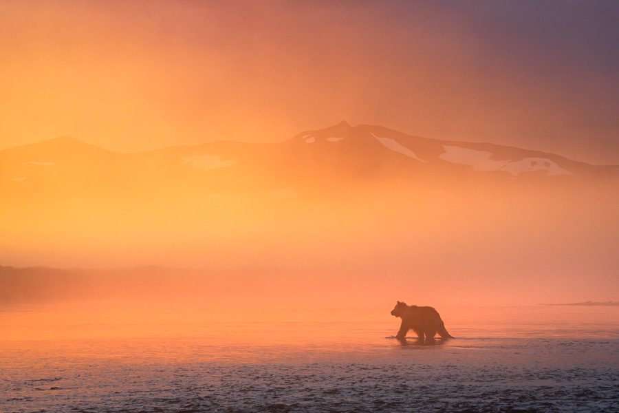 Bear in the Fog