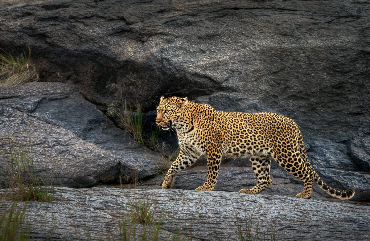 Big Cats Safari Kenya Photo Workshop