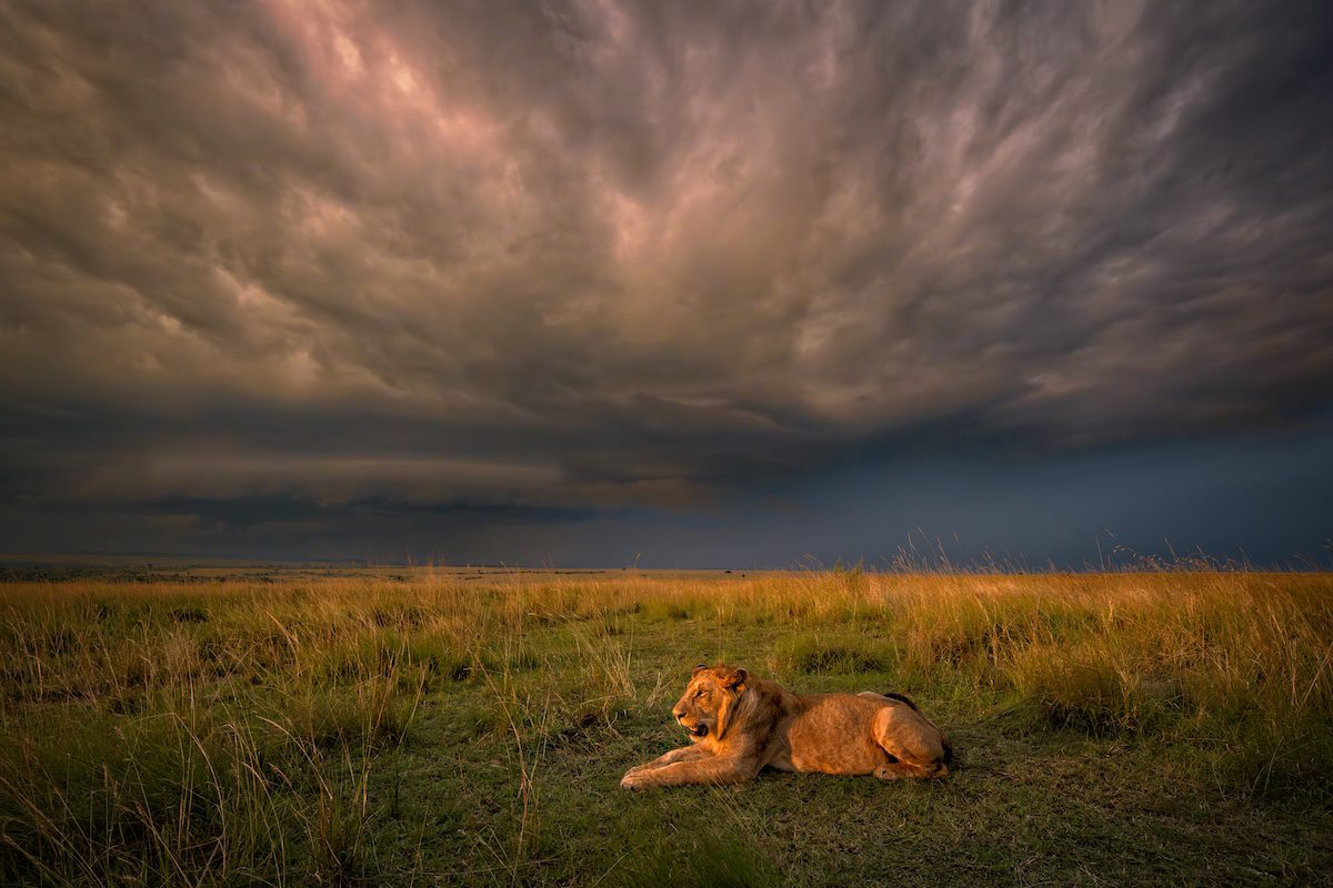 Wendy Kenya Big Cats