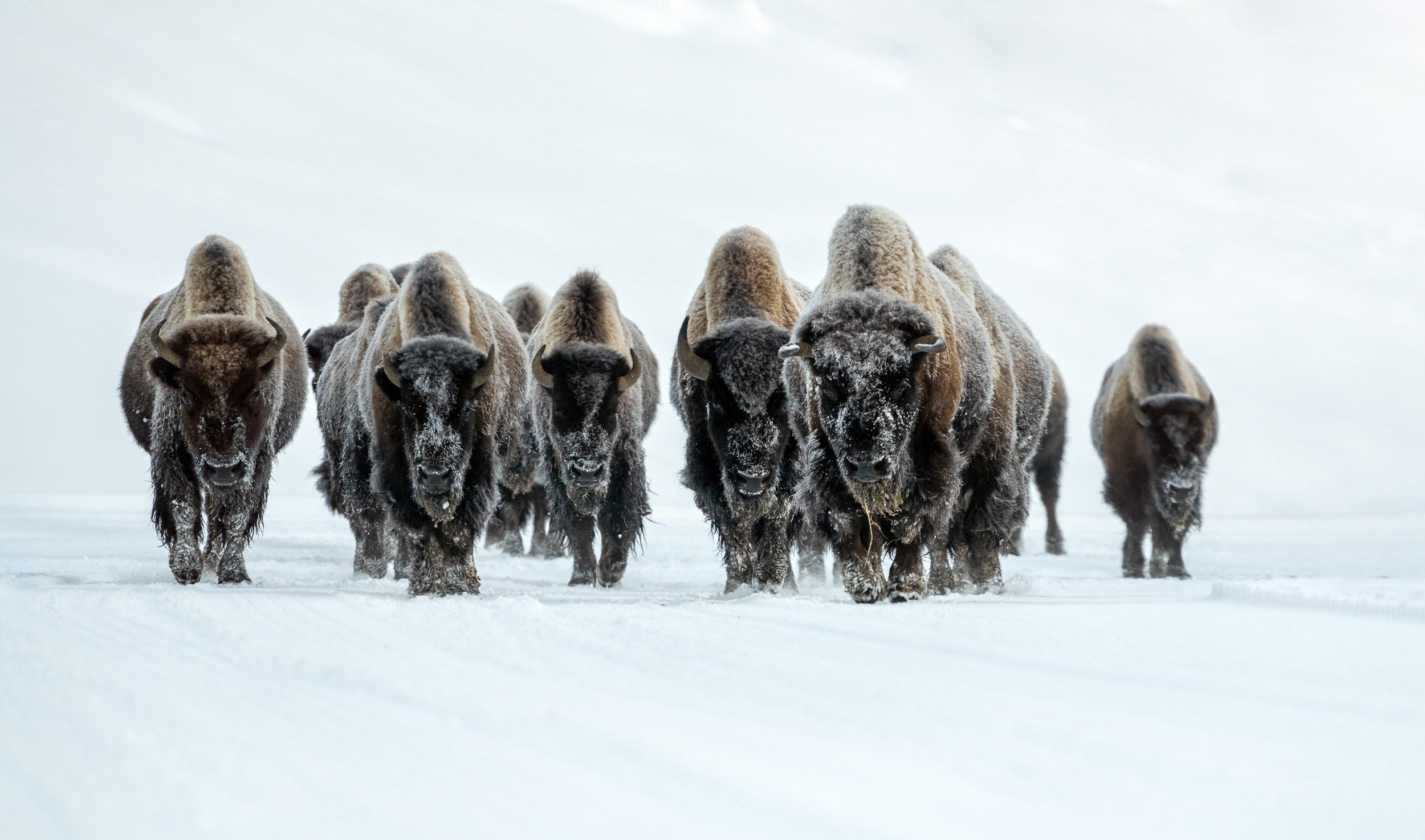 Yellowstone and Tetons Winter Photo Workshop