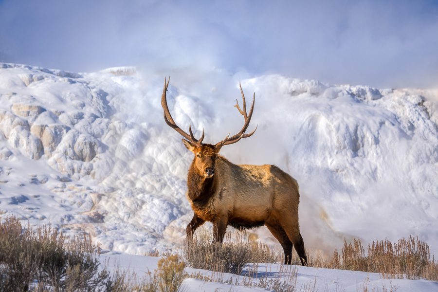 Yellowstone and Tetons Winter Photo Workshop