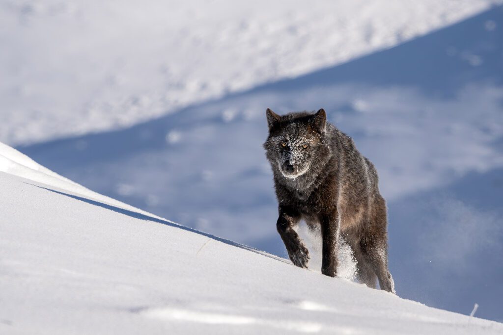 Winter in Yellowstone Photo Workshop Grand Tetons