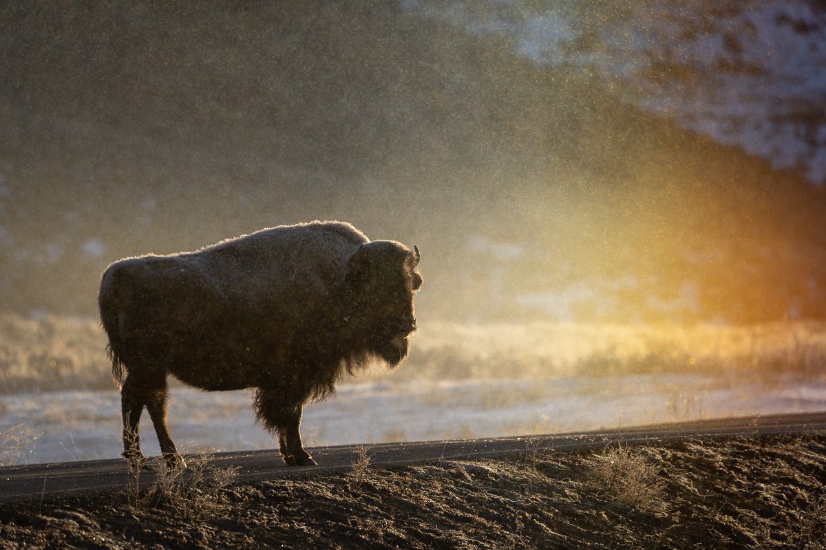 Yellowstone and Tetons Winter Photo Workshop-20 Yellowstone and Tetons Winter Photo Workshop