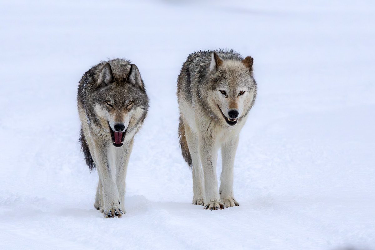 Yellowstone and Tetons Winter Photo Workshop