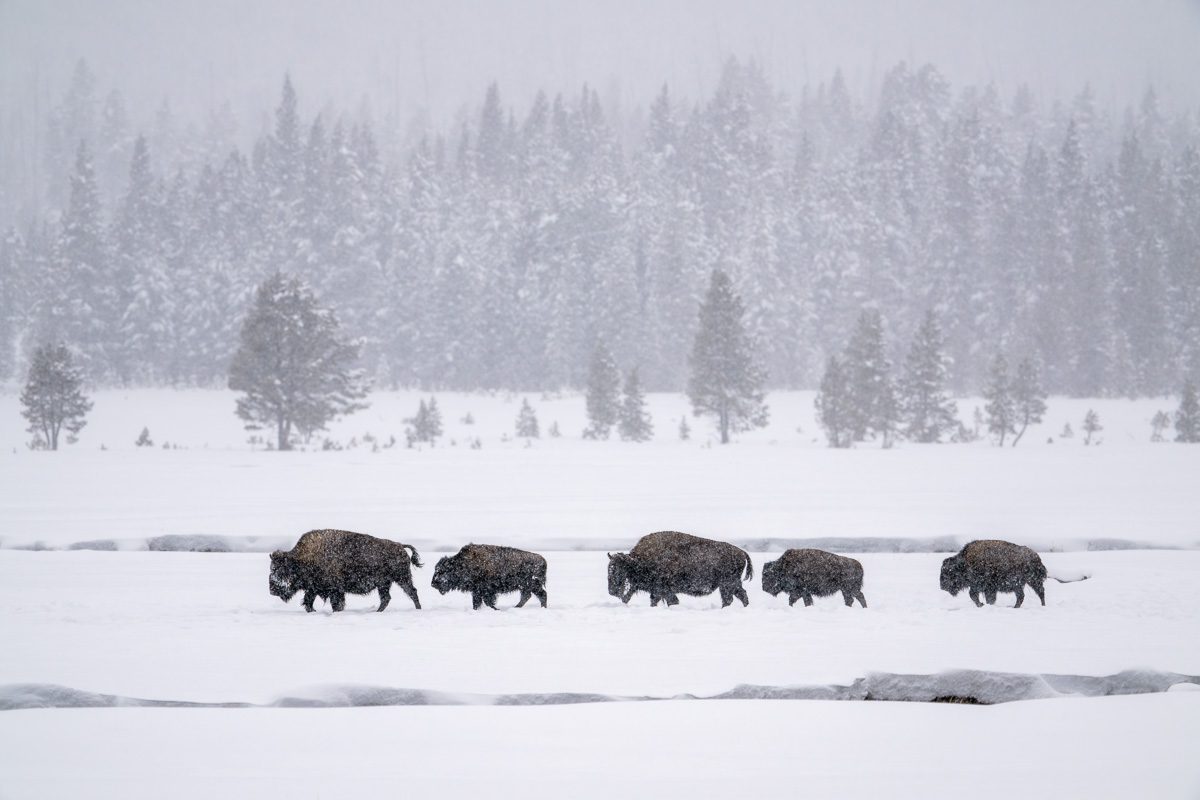 Yellowstone and Tetons Winter Photo Workshop