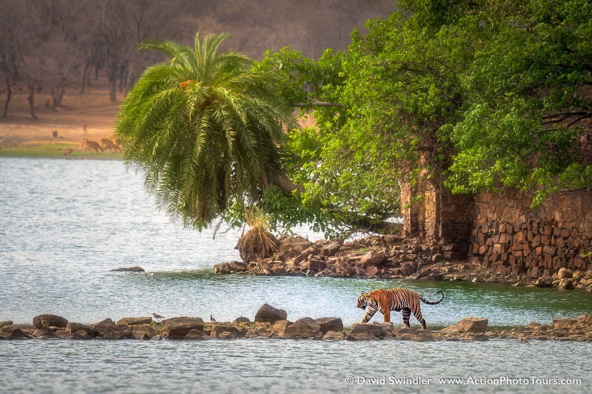 Wild Tiger Safari India