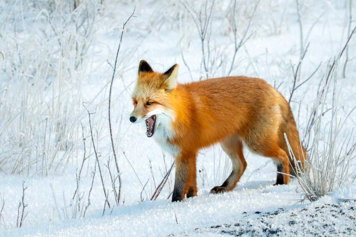 Alaska Bald Eagles Photo Workshop