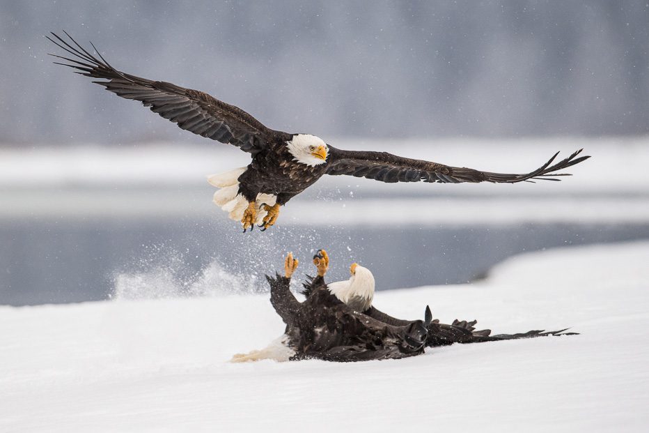 Alaska Bald Eagles Photo Workshop