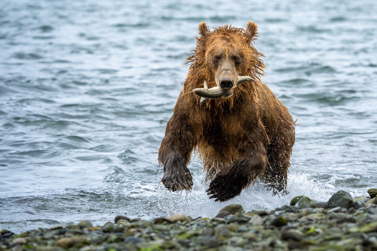 Alaska Bears and Falls Photo Workshop-5 Alaska Bears and Falls Photo Workshop