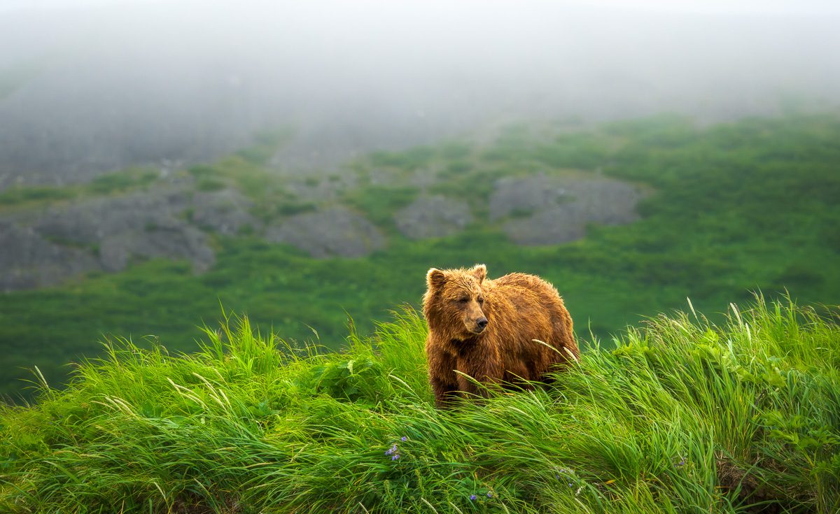 Alaska Bears and Falls Photo Workshop-6 Alaska Bears and Falls Photo Workshop