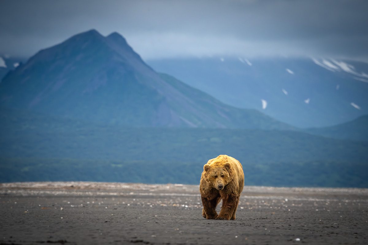 Alaska Bears and Falls Photo Workshop Alaska Bears and Falls Photo Workshop
