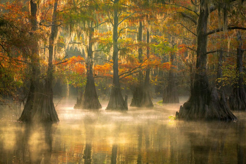 Cypress Swamps Photography Workshop