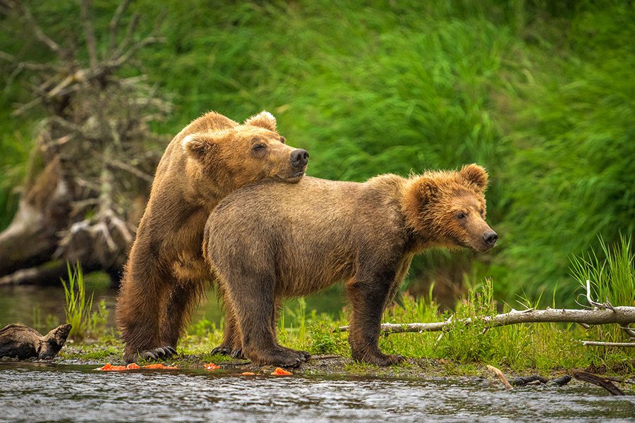 Alaska Bears and Red Salmon Photo Workshop Alaska Bears and Red Salmon Photo Workshop