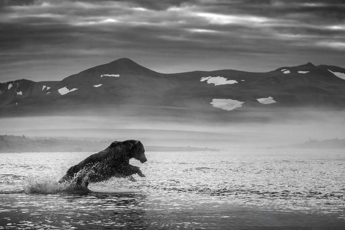Alaska Bears and Red Salmon Photo Workshop Alaska Bears and Red Salmon Photo Workshop