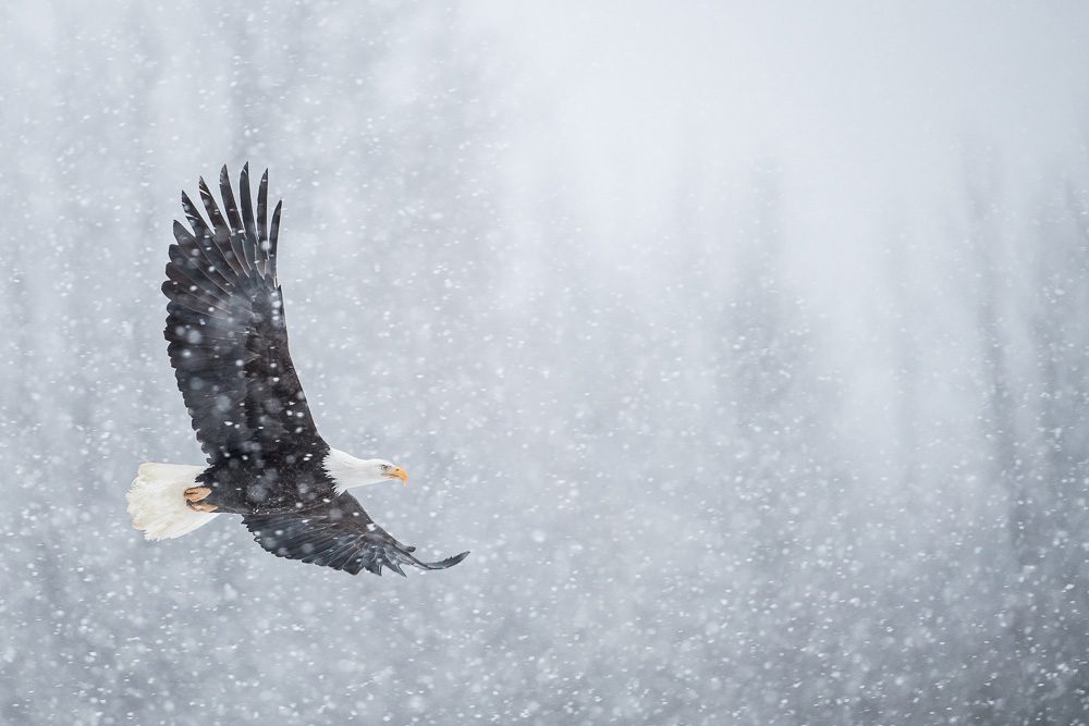 Alaska Bald Eagles Photo Workshop Alaska Bald Eagles Photo Workshop