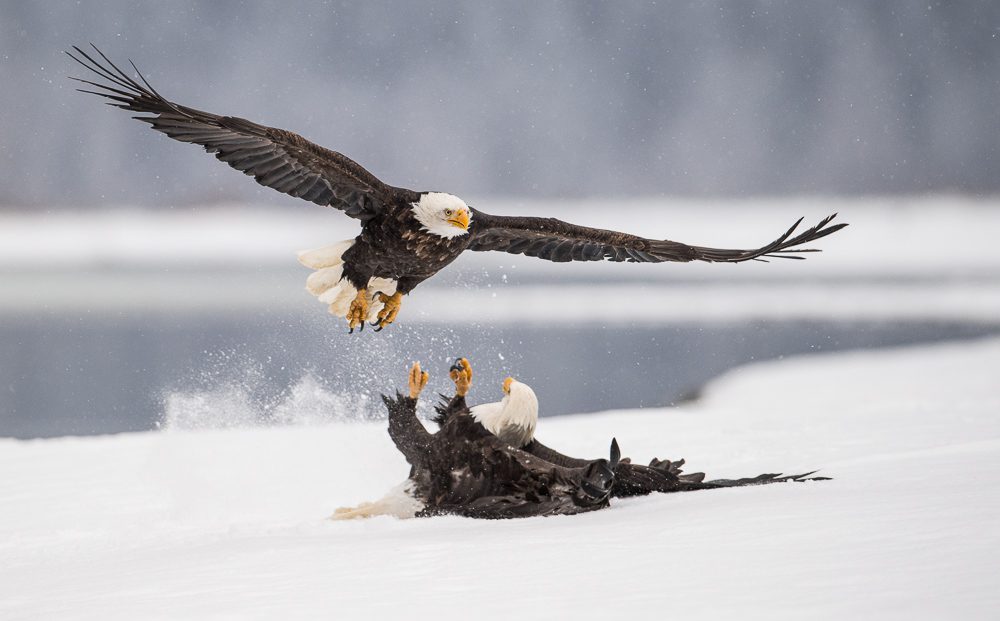 Alaska Bald Eagles Photo Workshop Alaska Bald Eagles Photo Workshop