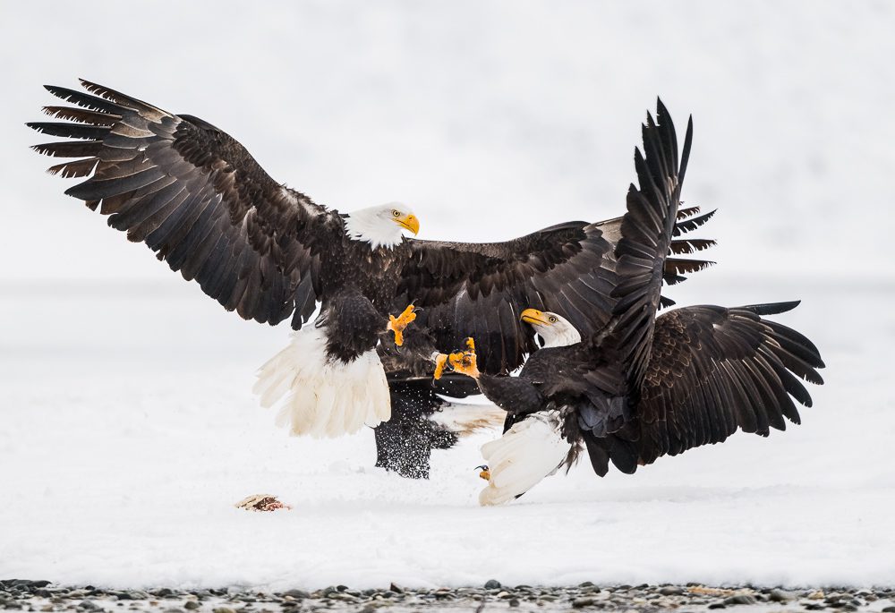Alaska Bald Eagles Photo Workshop