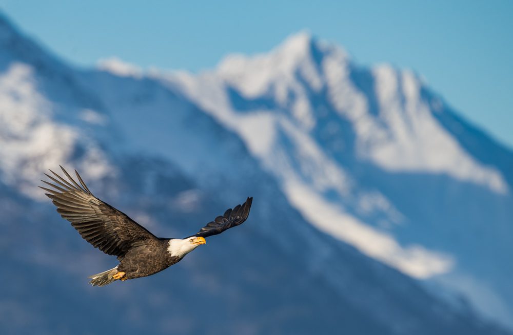 Alaska Bald Eagles Photo Workshop Alaska Bald Eagles Photo Workshop