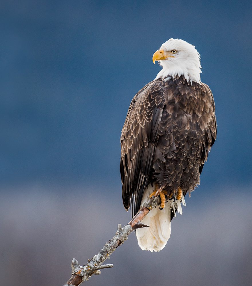 Alaska Bald Eagles Photo Workshop Alaska Bald Eagles Photo Workshop