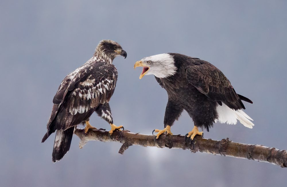 Alaska Bald Eagles Photo Workshop